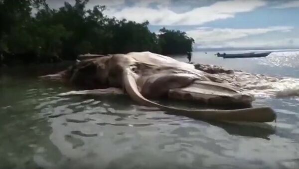 Giant Sea Monster Found In Indonesia - Sputnik International