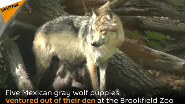 Mexican Gray Wolf Puppies At Brookfield Zoo - Sputnik International