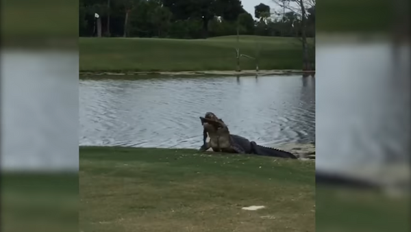 Florida Gator Enjoys Meal on Golf Course - Sputnik International