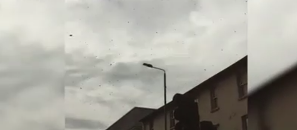 Huge swarm of bees hits part of London at rush hour Huge swarm of bees hits part of London at rush hour - Sputnik International