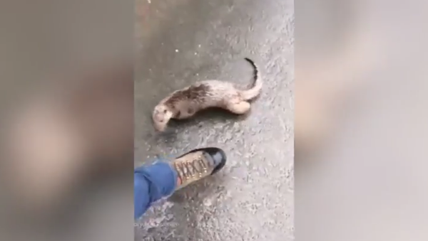 'I'm being chased by an otter!': Hilarious man versus beast - Sputnik International