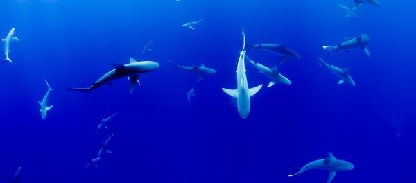 Sharks - Sputnik International