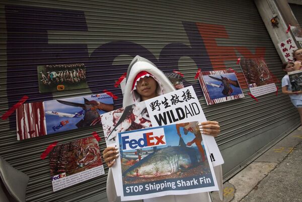 Pressure increases on FedEx and US Airlines to ban shark fin imports on planes - Sputnik International