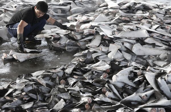 Shark finning In Taiwan - Sputnik International