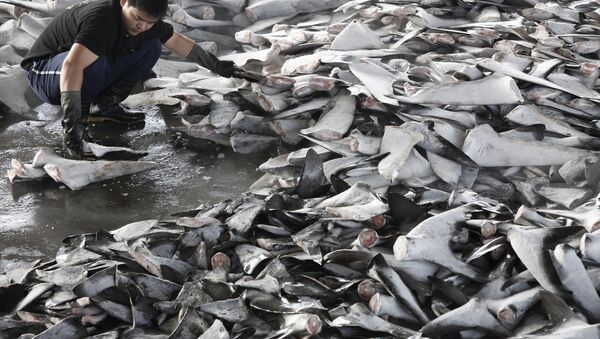 Shark finning In Taiwan - Sputnik International