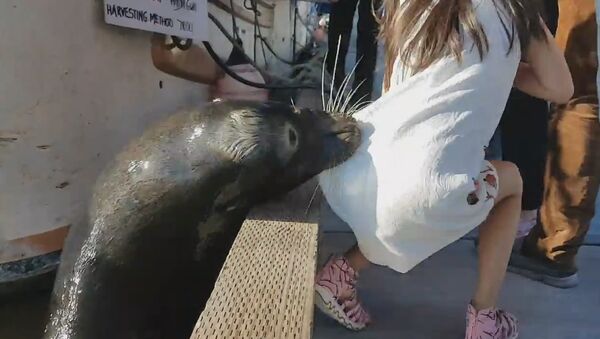 Killer Sea lion drags girl into Steveston waters - Sputnik International