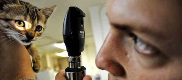 Cat doctor Cat doctor - Sputnik International