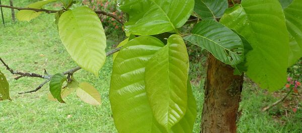 Shorea robusta Shorea robusta - Sputnik International