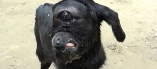 India’s Cyclops Baby Goat India’s Cyclops Baby Goat - Sputnik International