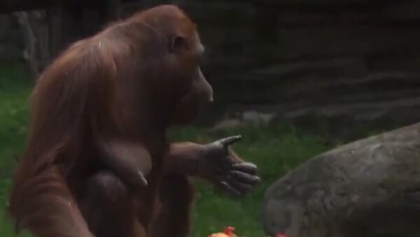 Moscow Zoo's Orangutan Celebrates 32nd Birthday - Sputnik International