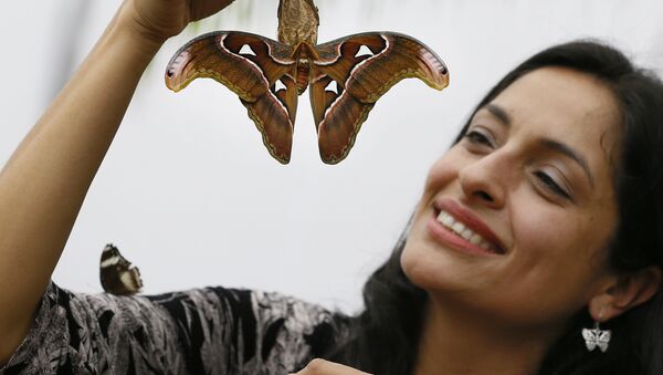 Exhibition curator Blanco Huertas holds up an Atlas moth during a photo call for hundreds of tropical butterflies being released, to launch the Natural History Museum's Sensational Butterflies exhibition in London, Wednesday, March 23, 2016. - Sputnik International