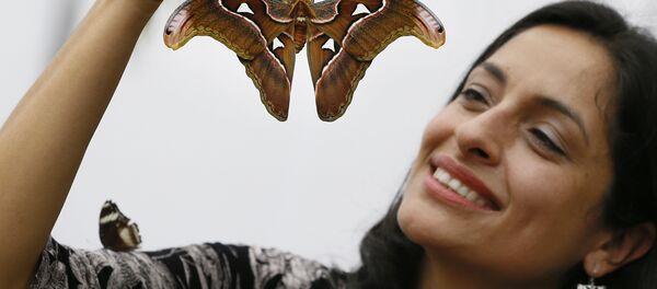 Exhibition curator Blanco Huertas holds up an Atlas moth during a photo call for hundreds of tropical butterflies being released, to launch the Natural History Museum's Sensational Butterflies exhibition in London, Wednesday, March 23, 2016. - Sputnik International