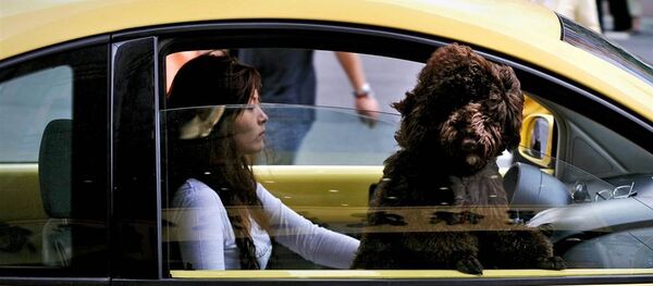 A Chinese woman drives her car through traffic as her dog looks out of the passenger window in Shanghai (File) - Sputnik International
