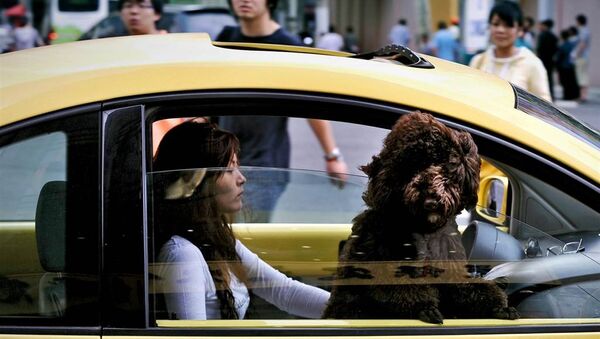 A Chinese woman drives her car through traffic as her dog looks out of the passenger window in Shanghai (File) - Sputnik International
