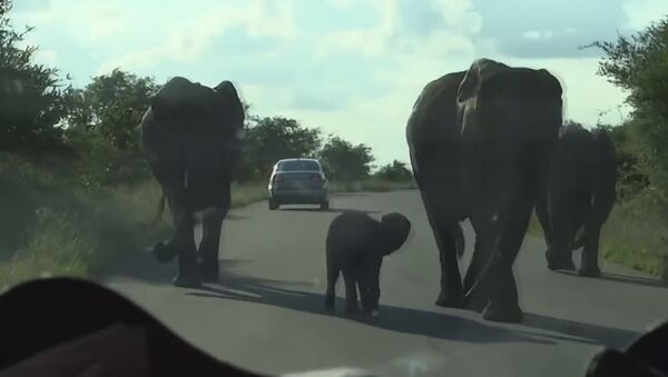 Cheeky and Brave baby Elephant Protects his Mom. Kruger National Park - Sputnik International