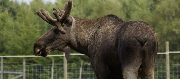 Moose Moose - Sputnik International