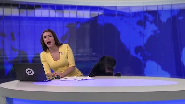 Woof! Dog Interrupts Newscast on Live TV in Russia - Sputnik International