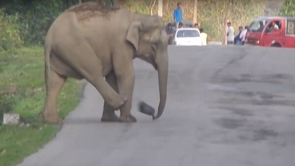 Young Elephant Blocks Road Playing Football - Sputnik International