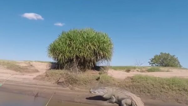 Giant Crocodile Scares Fishermen in Western Australia - Sputnik International