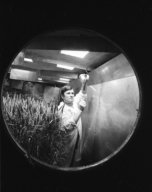 Five-month experiment at Bios-3 station, conducted by the Krasnoyarsk Institute of Biophysics, USSR Academy of Sciences, during which research in space biophysics was carried out - Sputnik International