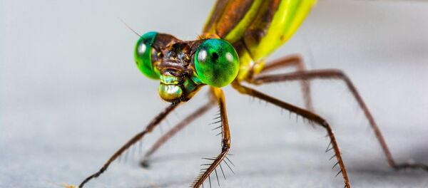 Dragonfly - Sputnik International