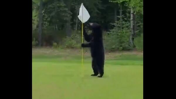 Bear Interrupts a Game of Golf in Anchorage, Alaska - Sputnik International
