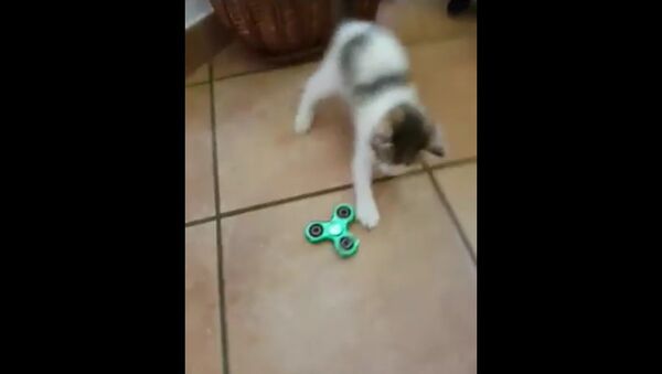 My cat is playing with fidget spinner😁😸 - Sputnik International