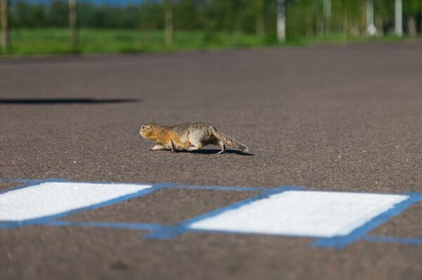 Crosswalk for marmots - Sputnik International