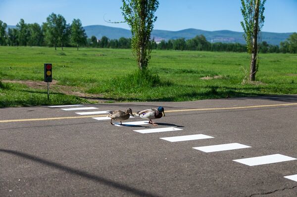 Crosswalk for marmots and ducks - Sputnik International