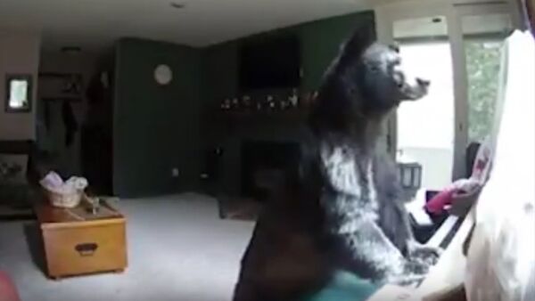 Bear Breaks Into Colorado Home, Plays Piano - Sputnik International