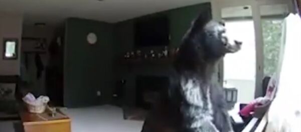 Bear Breaks Into Colorado Home, Plays Piano Bear Breaks Into Colorado Home, Plays Piano - Sputnik International