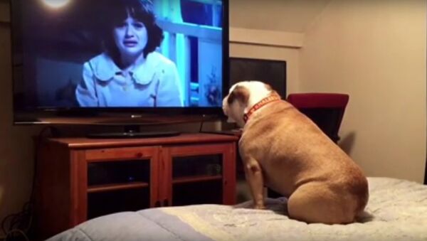 Bulldog watches a horror movie, does something INCREDIBLE during scary scene - Sputnik International