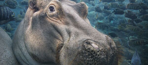 Hippopotamus Underwater Hippopotamus Underwater - Sputnik International