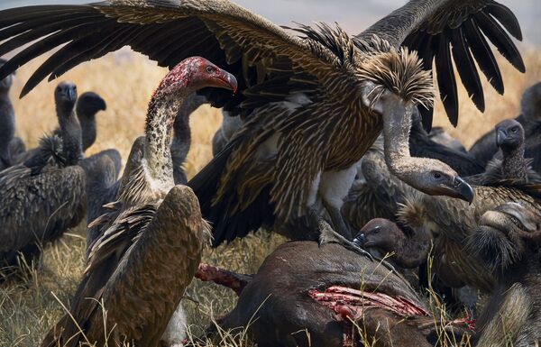 Whiteback Vultures on Carcass Whiteback Vultures on Carcass - Sputnik International