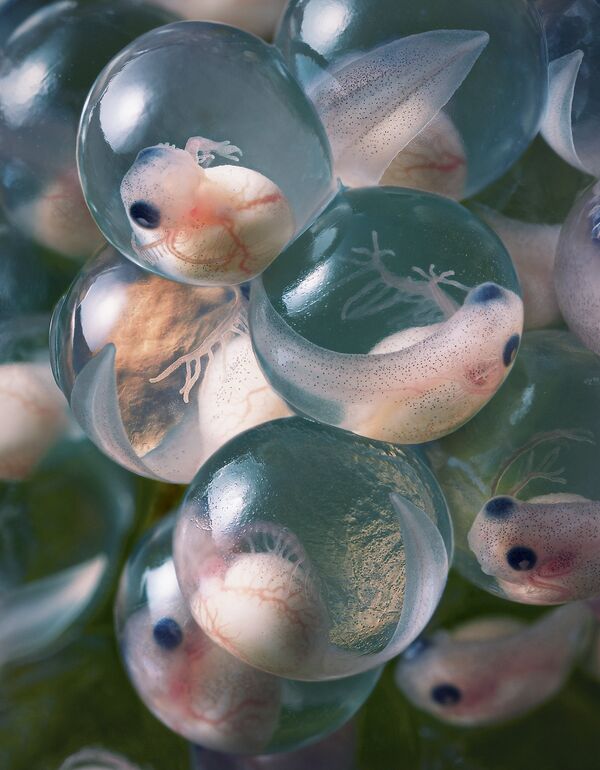 Yellow Eyed Tree Frog Eggs Yellow Eyed Tree Frog Eggs - Sputnik International