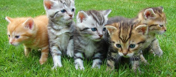 Kittens - Sputnik International