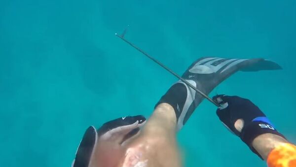 Man Attacked by Shark in the Florida Keys - Sputnik International