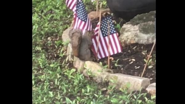 Patriotic squirrels stealing American flags for her nest - Sputnik International