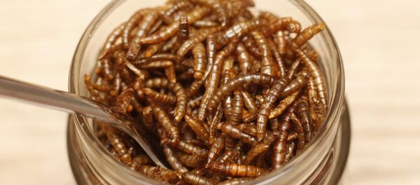 Mealworms - Sputnik International