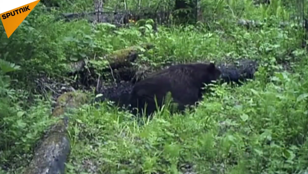 Bear Taking A Bath in Krasnoyarsk's Stolby Reserve - Sputnik International