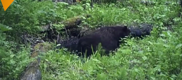 Bear Taking A Bath in Krasnoyarsk's Stolby Reserve - Sputnik International