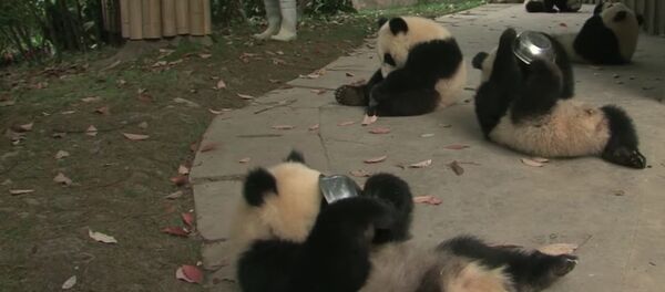 Panda cubs drink milk - Sputnik International