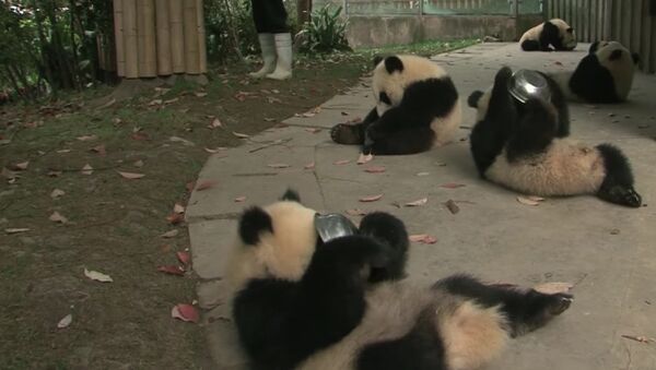 Panda cubs drink milk - Sputnik International