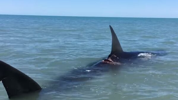 A 14-foot long shark captured on video in Baja California. - Sputnik International