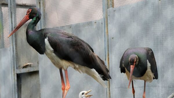 Black storks - Sputnik International
