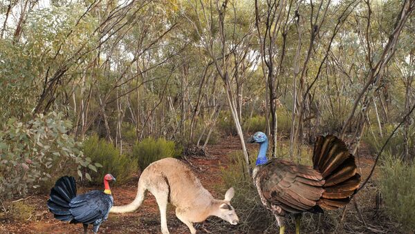 Hypothetical reconstruction of the largest extinct megapode, Progura gallinacea (right), with a modern Brush-turkey and a Grey Kangaroo. - Sputnik International