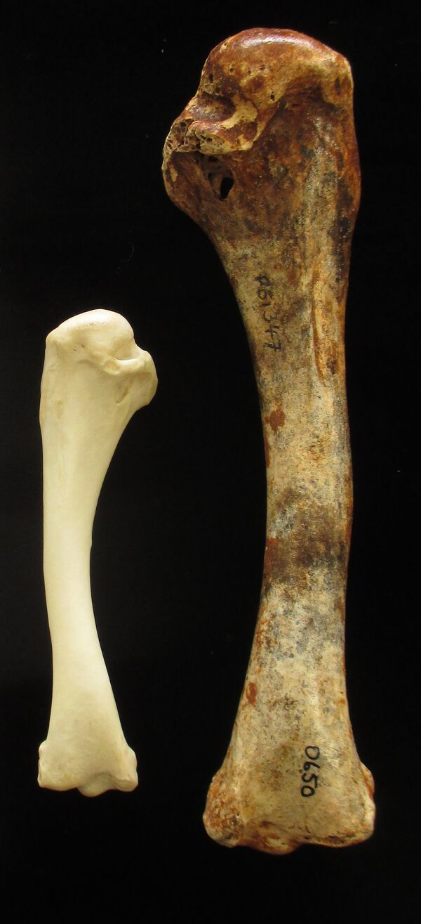 Wing bone of a living Brush-turkey Alectura lathami (left) versus that of an extinct giant megapode, Latagallina naracoortensis  - Sputnik International