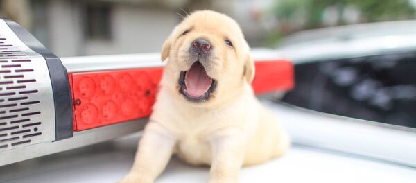 Labrador puppy - Sputnik International