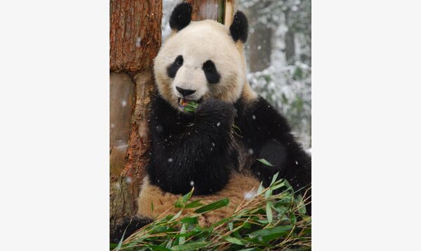 Giant Panda - Sputnik International