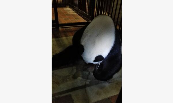 Giant Panda  - Sputnik International